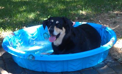 Ronin in the pool.