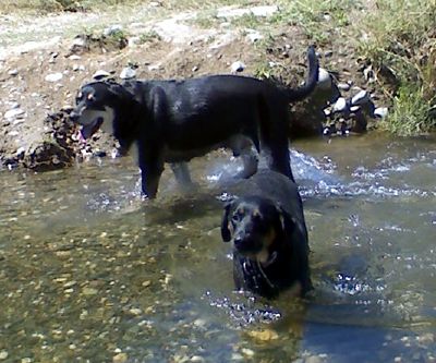 roz and ro