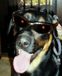 Secret Agent Pup.